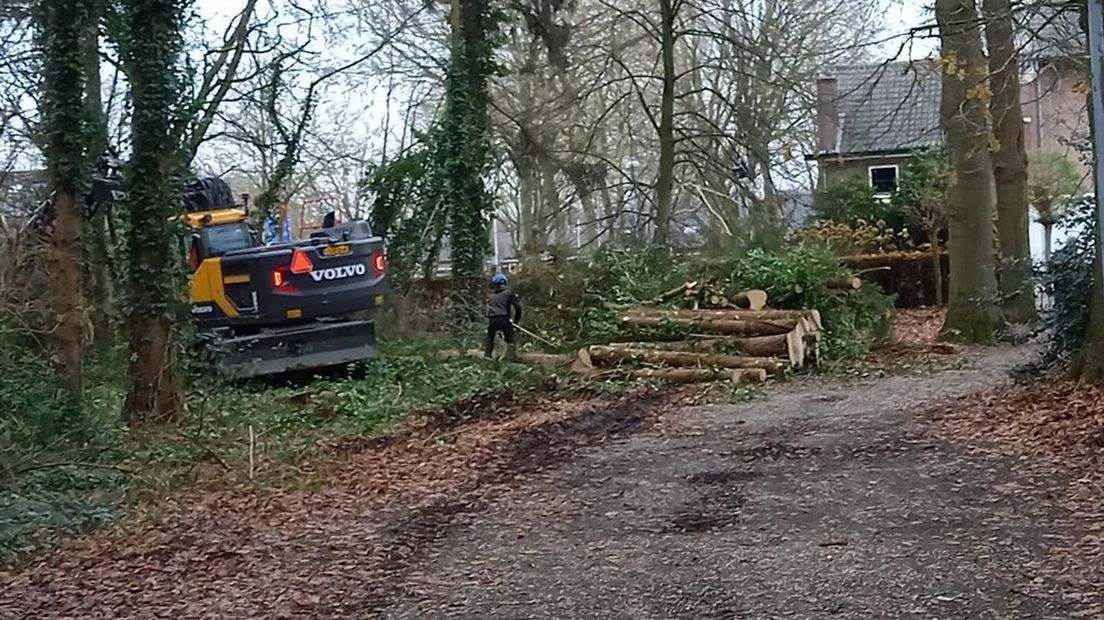 De bomenkap vrijdagochtend in het Pastoriebos.