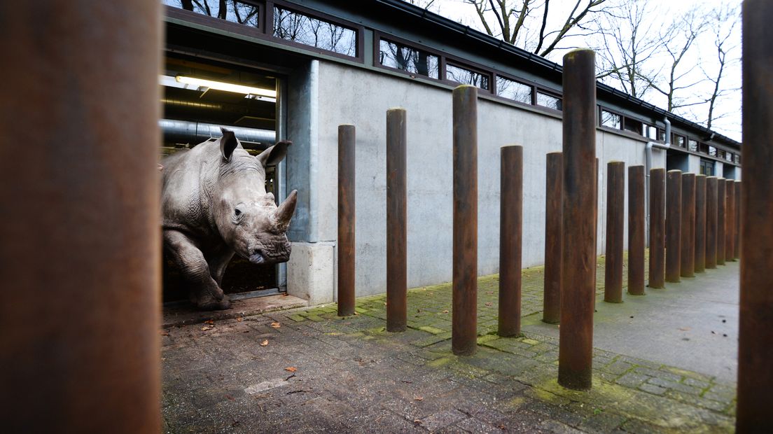 Directeur Alex van Hooff van Burgers' Zoo in Arnhem is flink aangeslagen na de afslachting van neushoorn Vince die ruim twee jaar in Arnhem leefde. 'In de dierentuinwereld slaat dit in als een bom.'