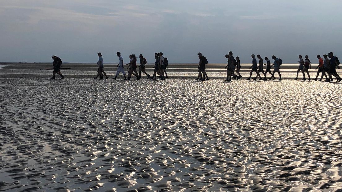 Wadlopers bij Pieterburen