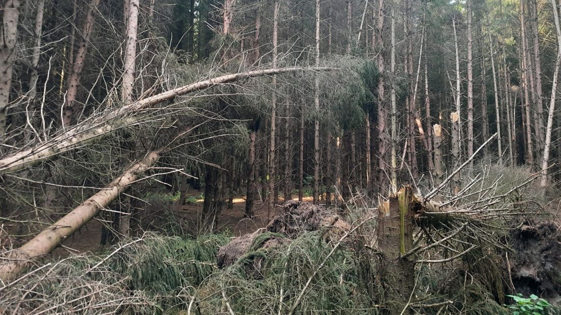 Geknapte en omgewaaide bomen in het bos van Kolham