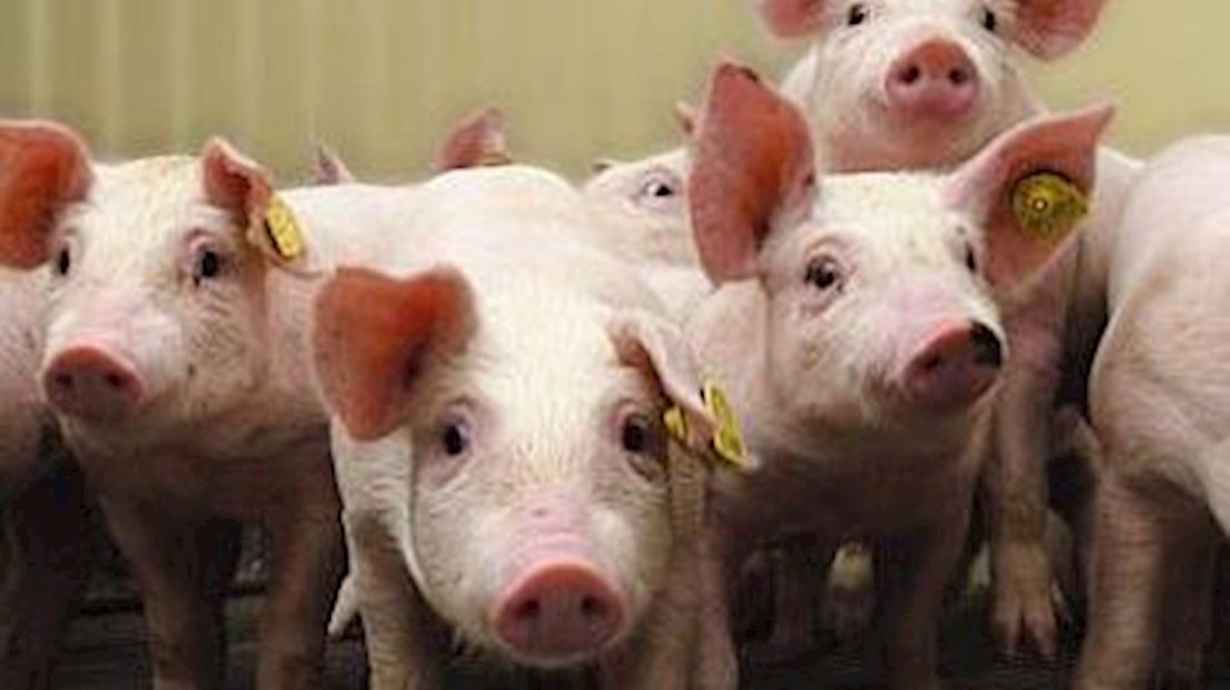 Family Farmers wil geld zien na afblazen varkensflat