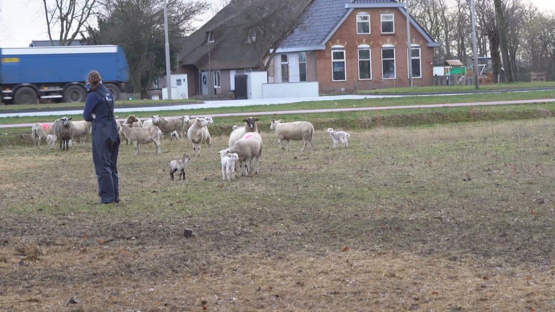 Een medewerker van de NVWA neemt de dieren in beslag