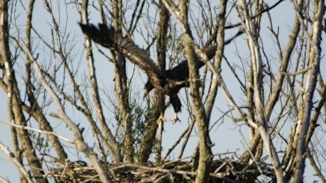 Zeearenden bouwen nest