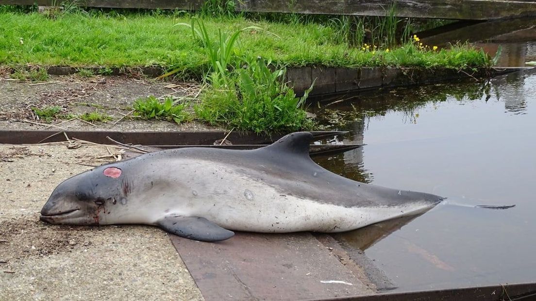 Dode bruinvis in Elburg.