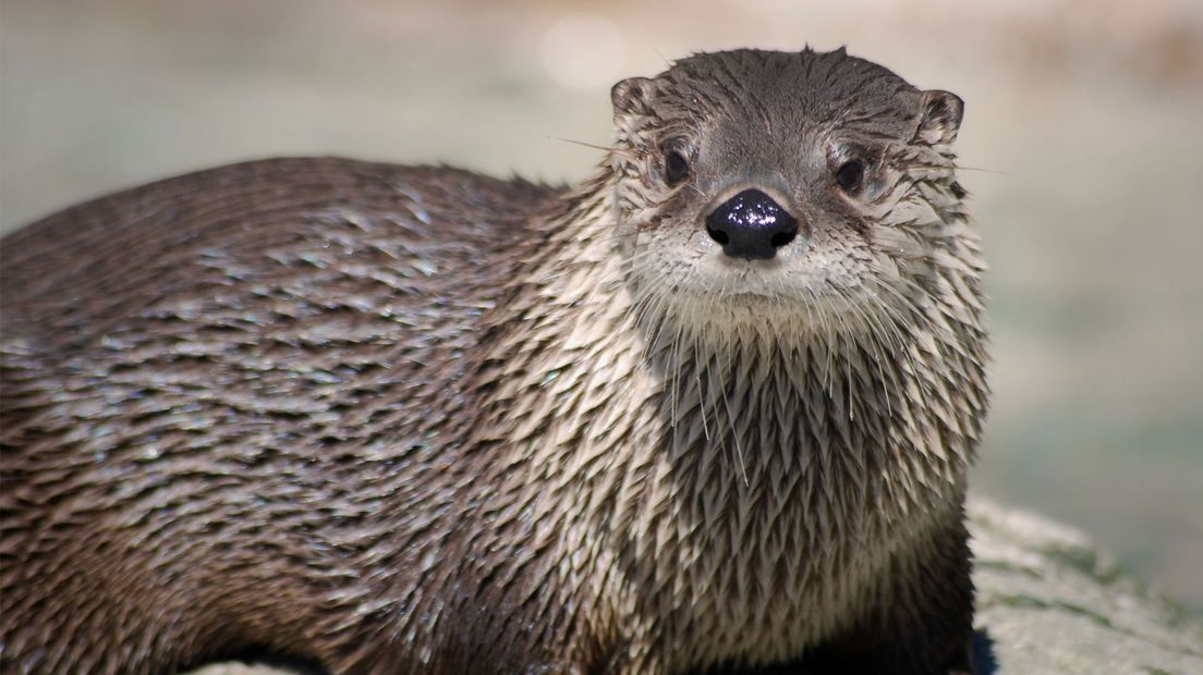 De faunapassages moeten onder meer de otter helpen