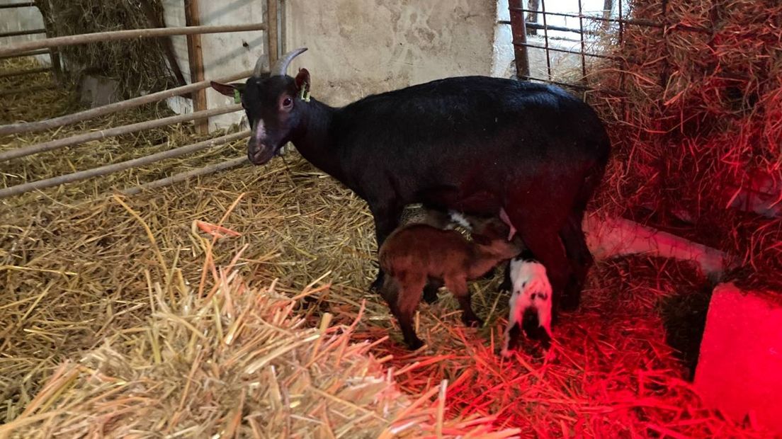 Kraamvisite bij babygeitjes