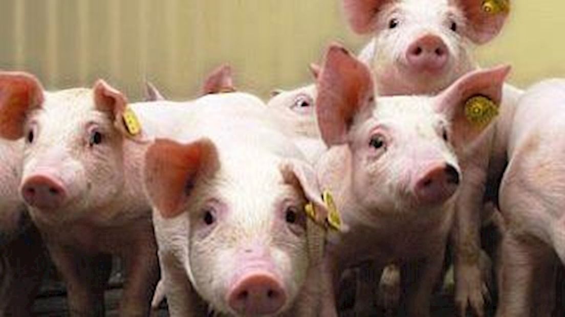 Nieuwe kans voor varkens in Twenterand