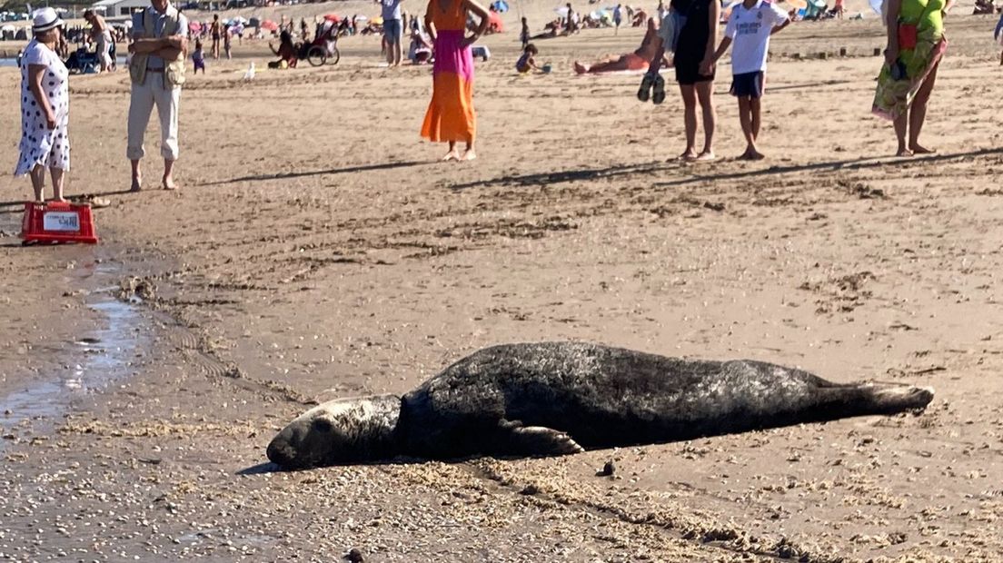 Een grijze zeehond ligt te rusten op het strand van Noordwijk