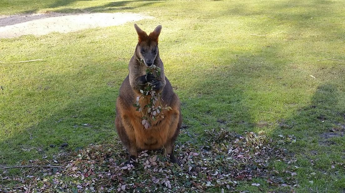 Politie jaagt vergeefs op wallaby