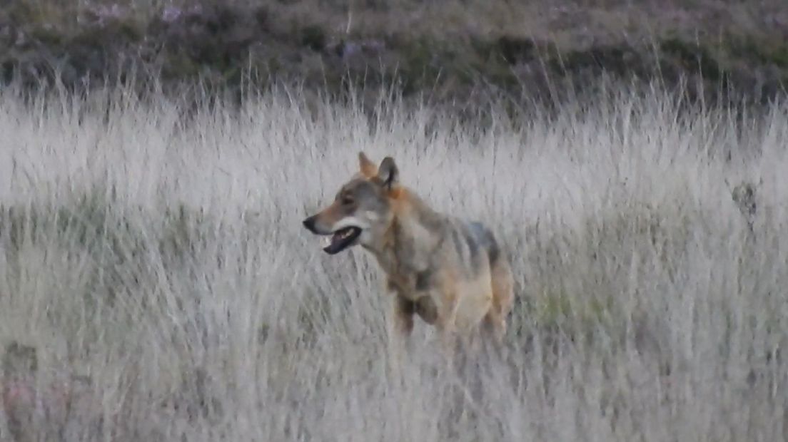Een wolf op de Veluwe (Rechten: E.Elderson & F. Bleichrodt via Wolvenmeldpunt)