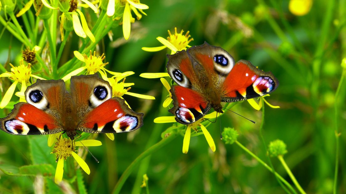 Dit weekend vertelt Henk Jumelet over vlinders en is er een huifkarentocht (Rechten: Pixabay.com)