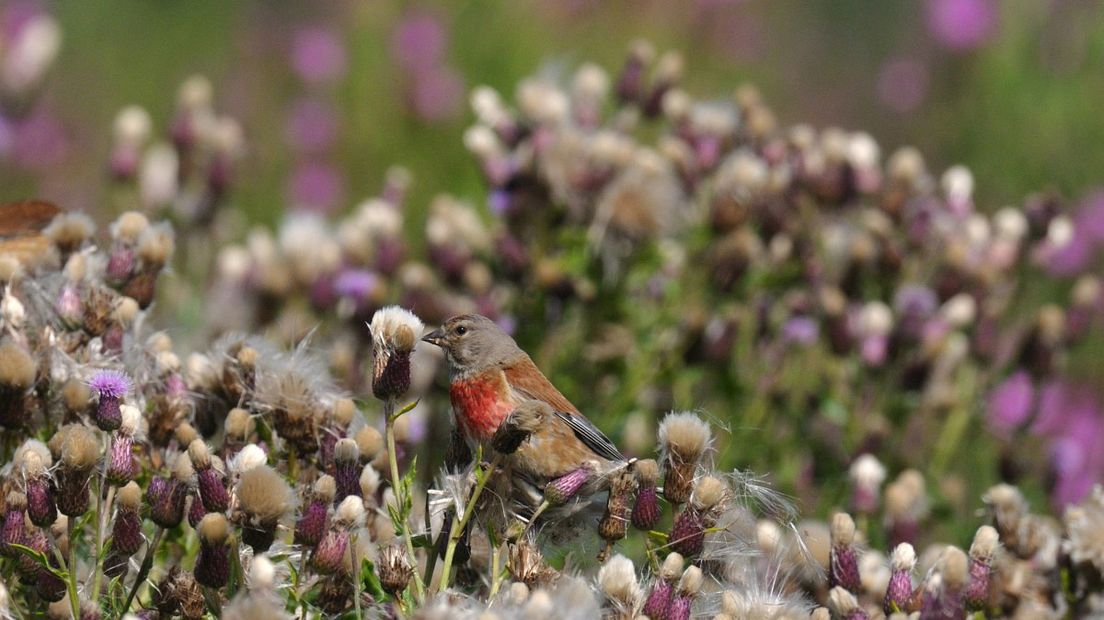 De kneu trekt via Zuid-Frankrijk naar Spanje en Marokko (Rechten: Free Nature Images/Piet Munsterman)