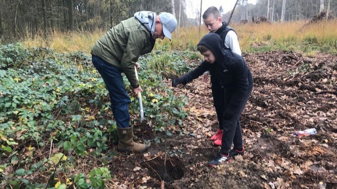 Een groot gat is gegraven om de boom te planten
