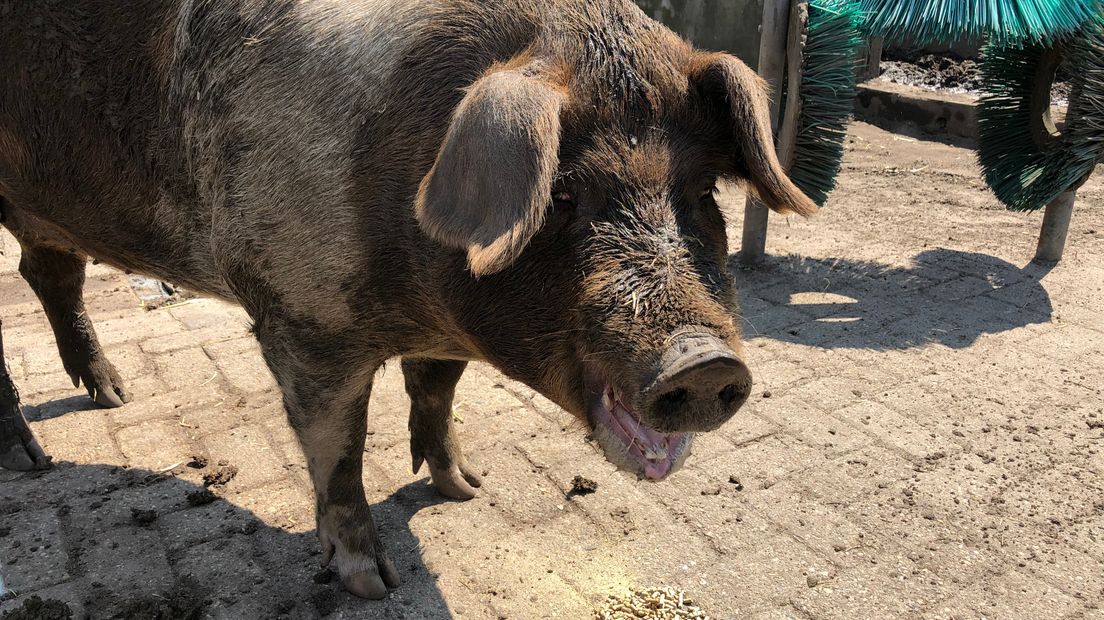 Kinderboerderij De Dierenweide in Rheden is vandaag voor het laatst open. Na veel problemen met de gemeente zijn de vrijwilligers die de kinderboerderij organisatorisch overeind houden het zat.