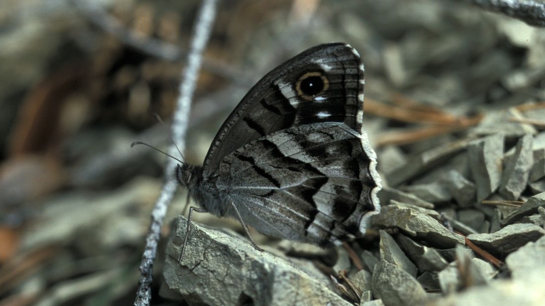 De heivlinder heeft een slecht jaar achter de rug (Rechten: Free Nature Images)