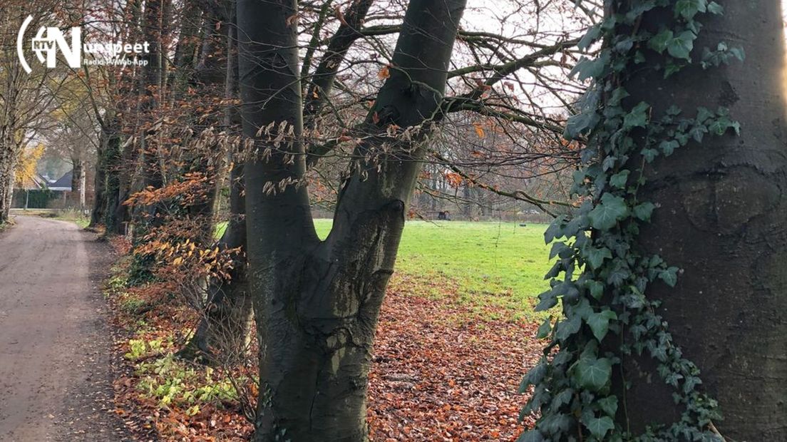 Monumentale bomen op tal van plekken in Nunspeet.