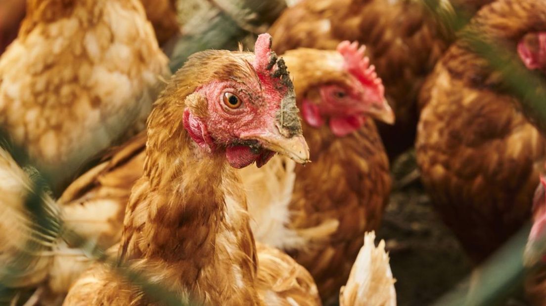 Poultry farmers and animal rights organization agree: ‘Vaccine would be nice’