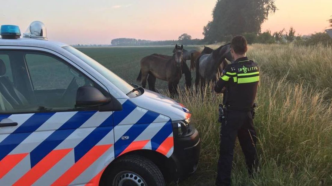 Paarden losgebroken op N667 bij Heinkenszand