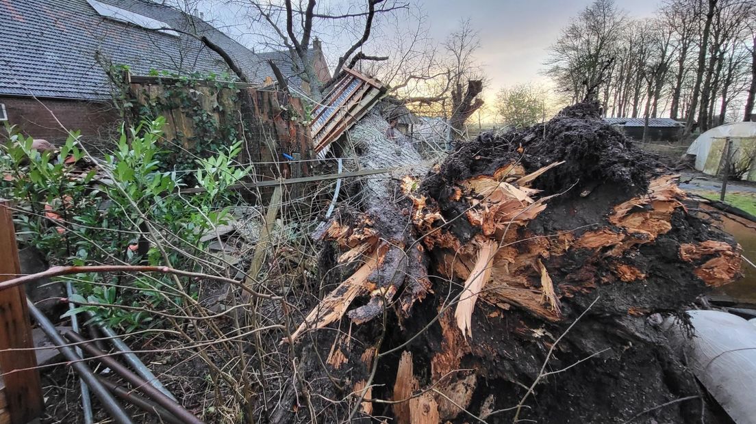 Een omgevallen boom bij een zorgboerderij in Noordbroek