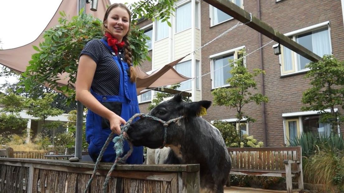Knuffelen met de koeien van Sharon (21): 'Het werkt heel kalmerend'