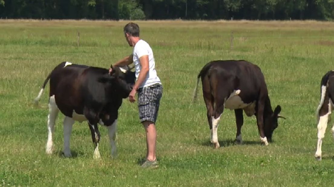 Bioboer Juure de Vos uit Echten bij zijn koeien (Rechten: RTV Drenthe / Jeroen Willems)