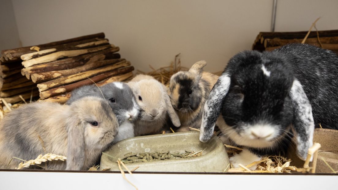 Babyboom bij konijnenopvang in Soest, baasjes gezocht.