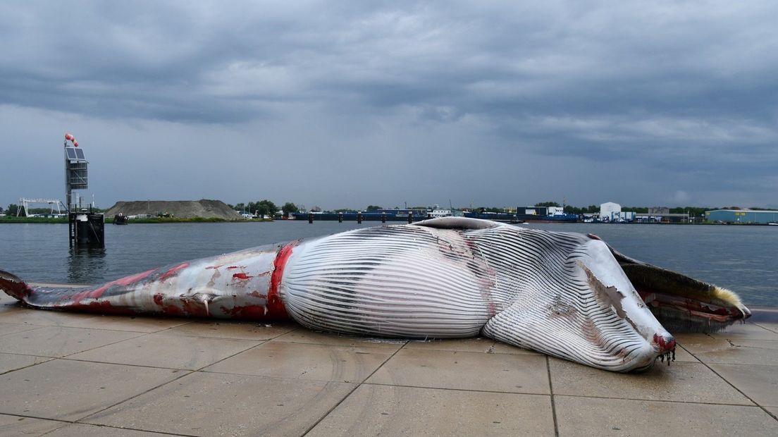De walvis is op de kade gelegd