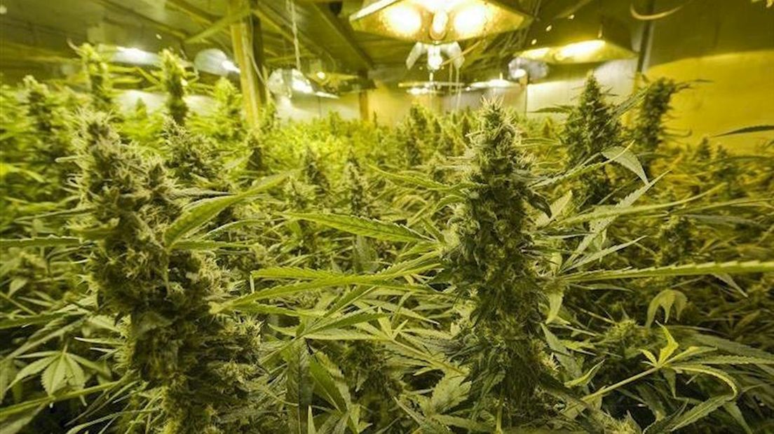 Enschede staat minder growshops toe