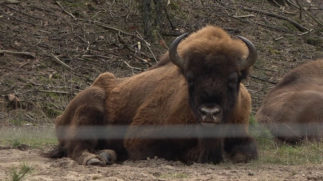 Het leefgebied van de bizons op de Veluwe is bijna klaar. De Stichting Wisent op de Veluwe verwacht dat er begin maart zeker vier Europese bizons, ook wel wisenten genoemd, rondlopen.