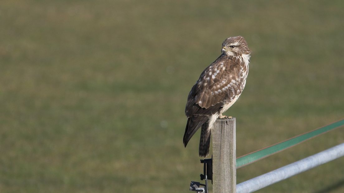 Onder meer de buizerd werd gespot tijdens de telling (Rechten: Free Nature Images / Martin Mollet)