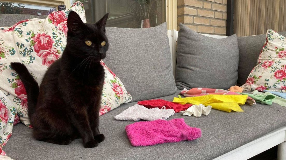 Kleptokat Lotje
