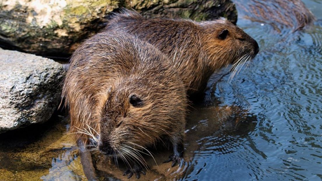 Volgens waterschap Hunze en Aa's komt het merendeel van de beverratten uit Duitsland (Rechten: Flickr/Eric de Redelijkheid (Creative Commons))