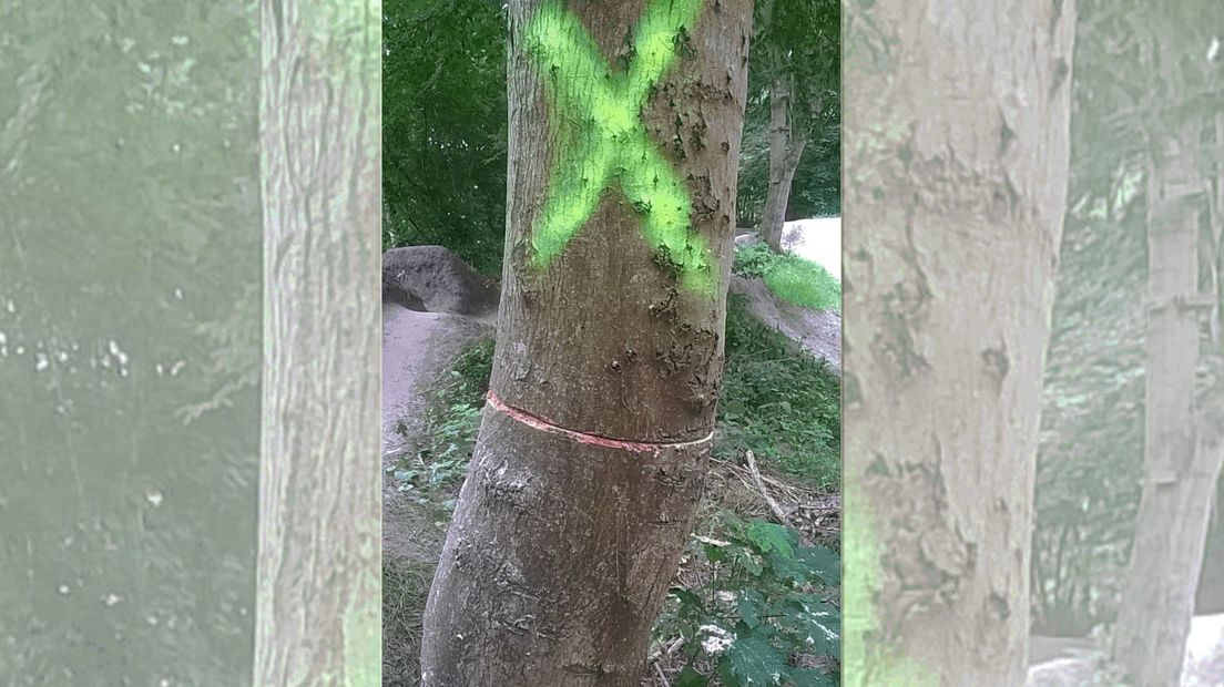 Een van de gehavende bomen