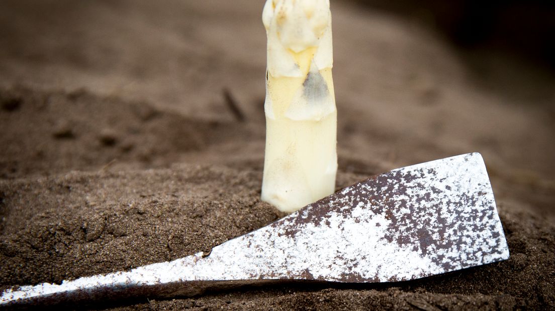 De aspergeteelt is achter op schema (Rechten: ANP/Jerry Lampen)