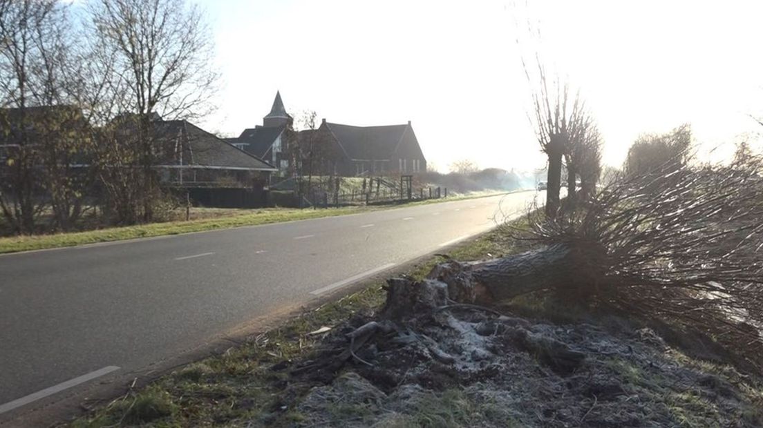 De omgezaagde boom bij daglicht.