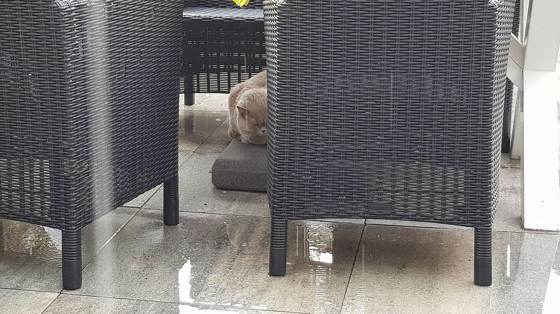 De poes van Marco schuilt onder een tafel in Amersfoort.