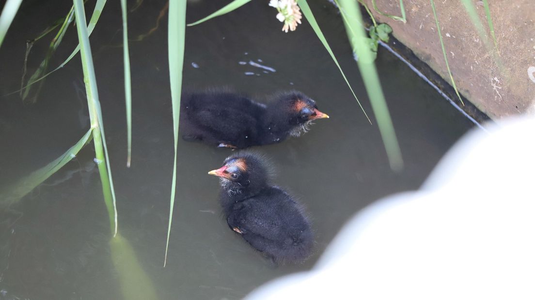 Kuikens waterhoen opgesloten in duiker