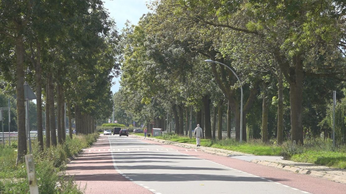 Een van de vele lange lanen met bomen in Stadshagen