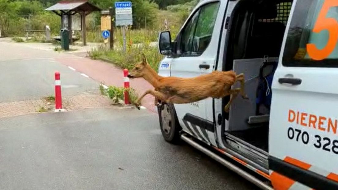De gevangen ree springt op de Waalsdorpervlakte zijn vrijheid weer tegemoet