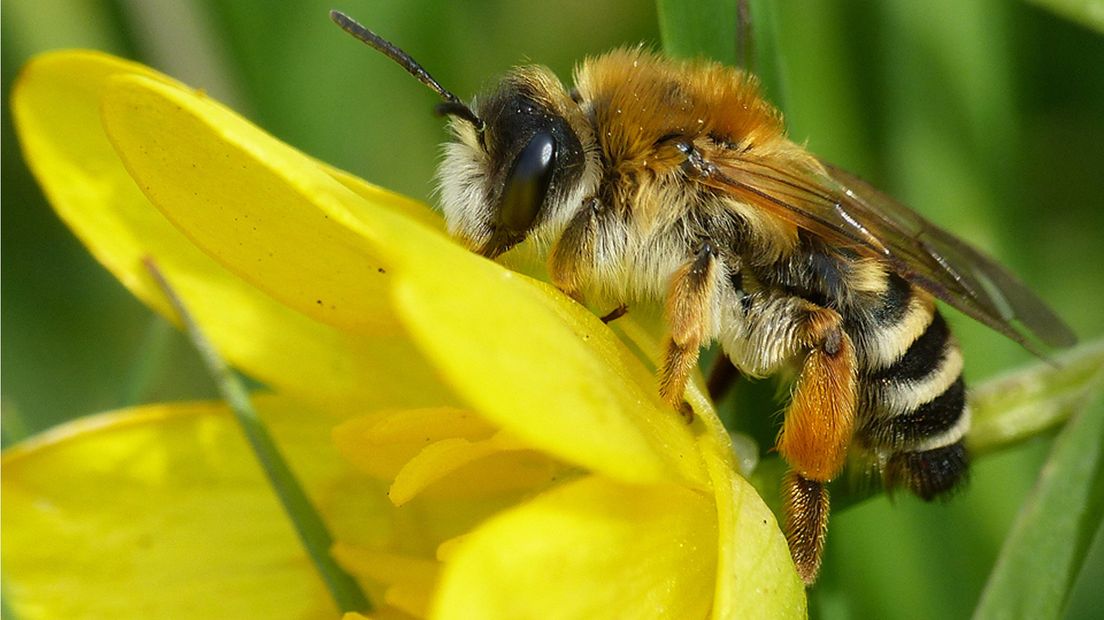 Bijen in Groene Hart nemen verhaal over bloemetjes en bijtjes heel