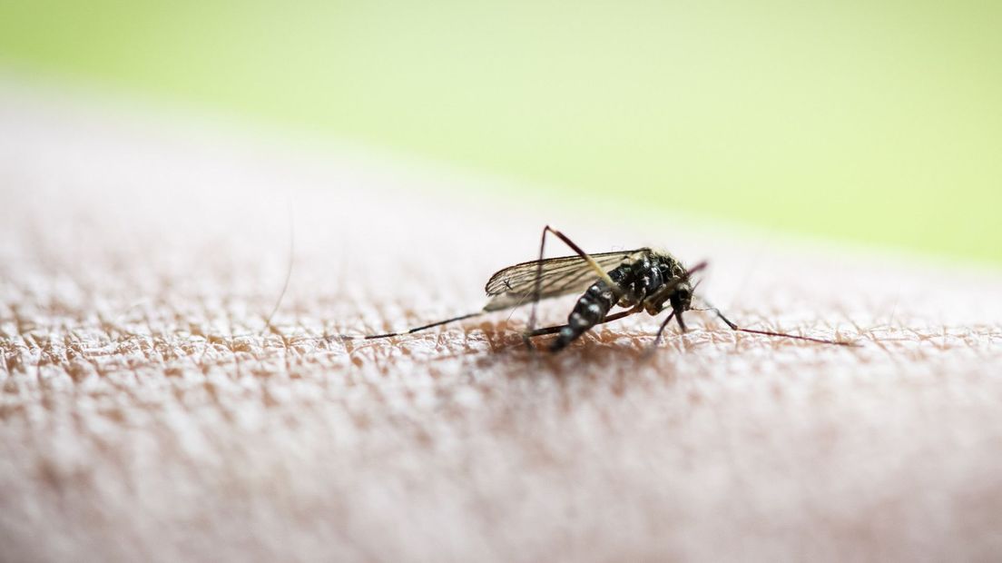 Asian tiger mosquito in Katwijk: “Try to catch them or beat them to death”