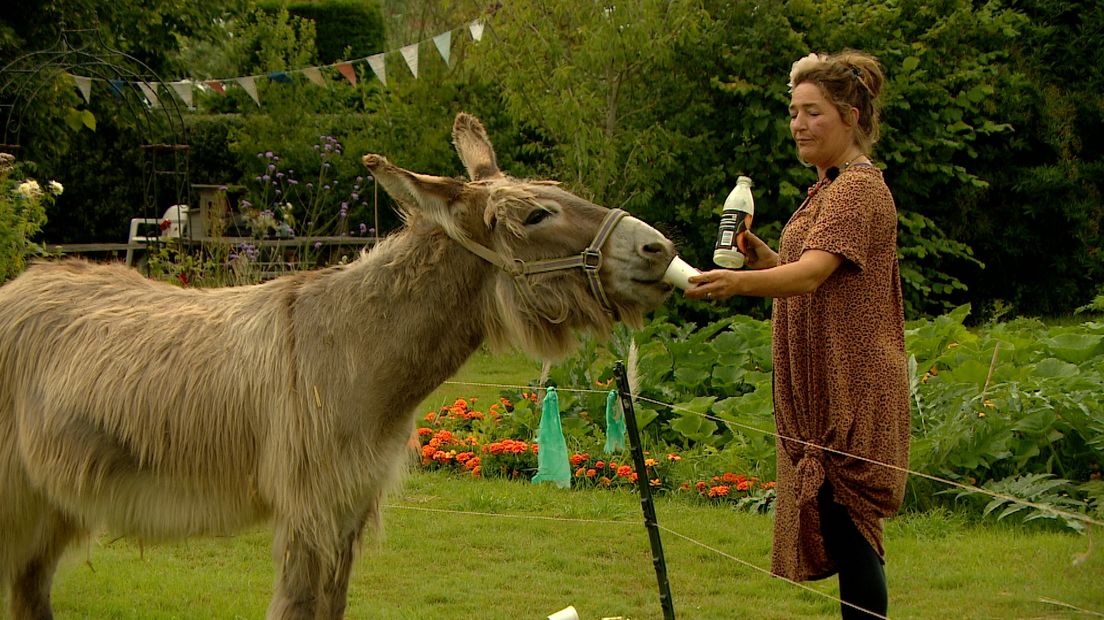 Bianca verhuurt haar ezels voor cursussen: 'Het zijn unieke dieren die mensen willen laten lachen'
