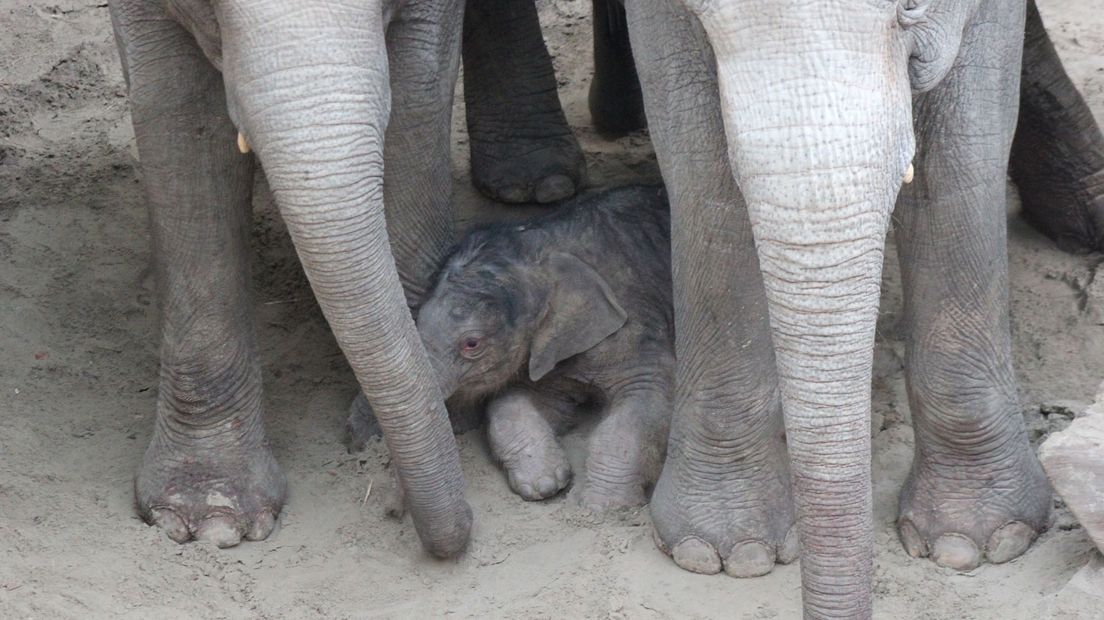 Het pasgeboren olifantje wordt beschermd door zijn familie