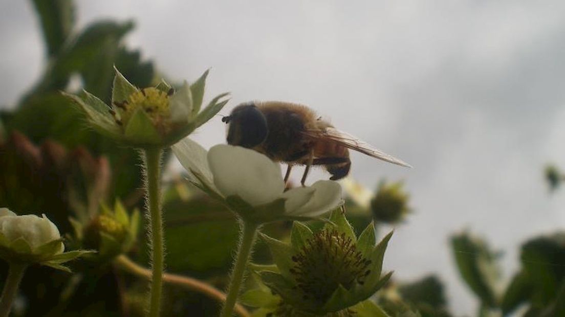 bevruchting van de aardbei