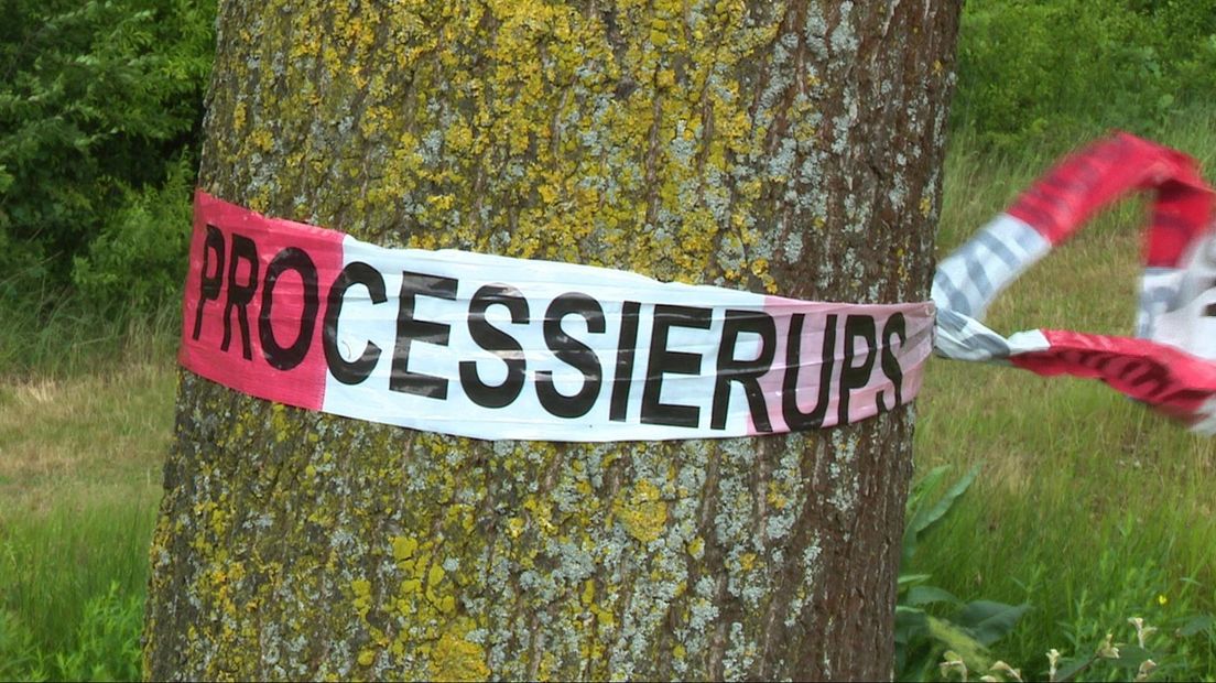 Provinciale bijeenkomst over aanpak eikenprocessierups