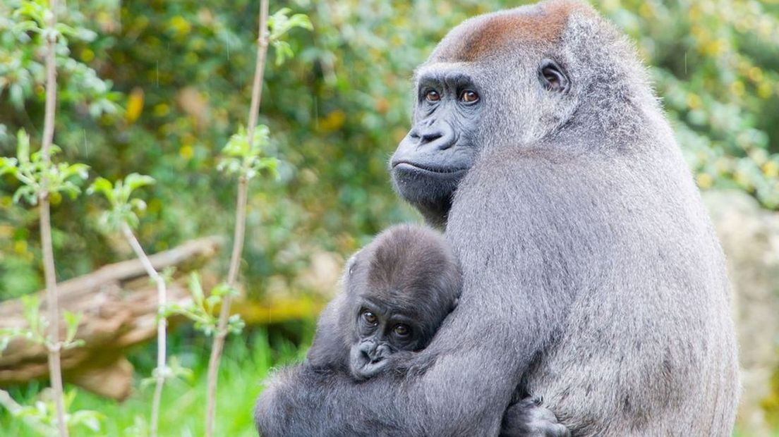 Gorilla Gyasi met haar jong Kiango