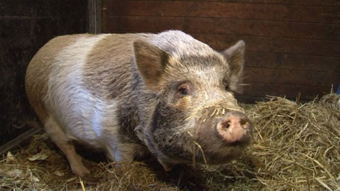 Wilde zwijnen moeten vrij door het hele land kunnen zwerven en niet, zoals op de Veluwe, tegen worden gehouden door hekken.