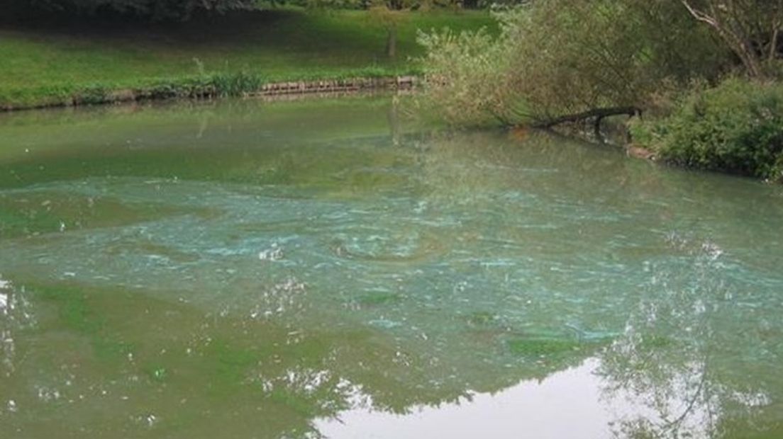 Blauwalg in de vijver bij Nieuwerkerk