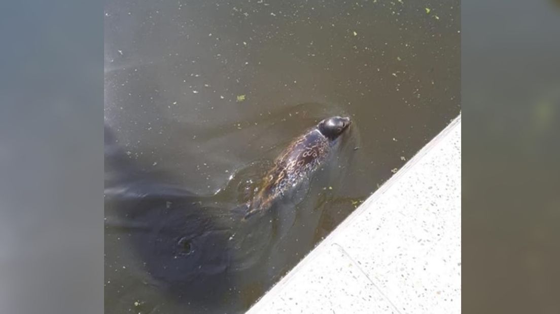 De verdwaalde zeehond bij een sluis in De Kwakel