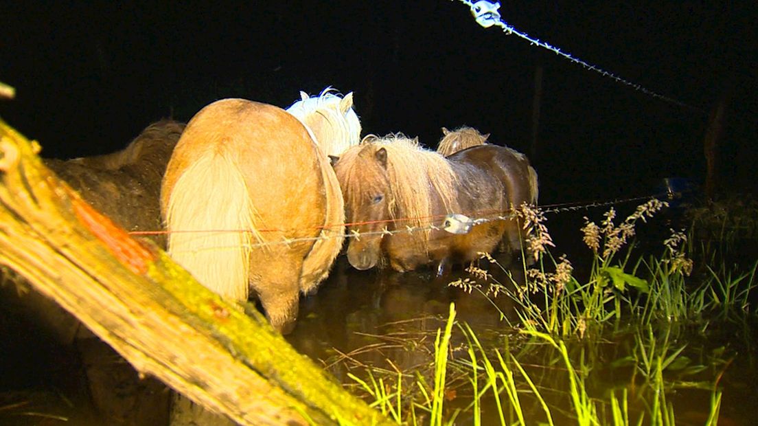 Brandweer Ommen redt 35 pony's uit het water